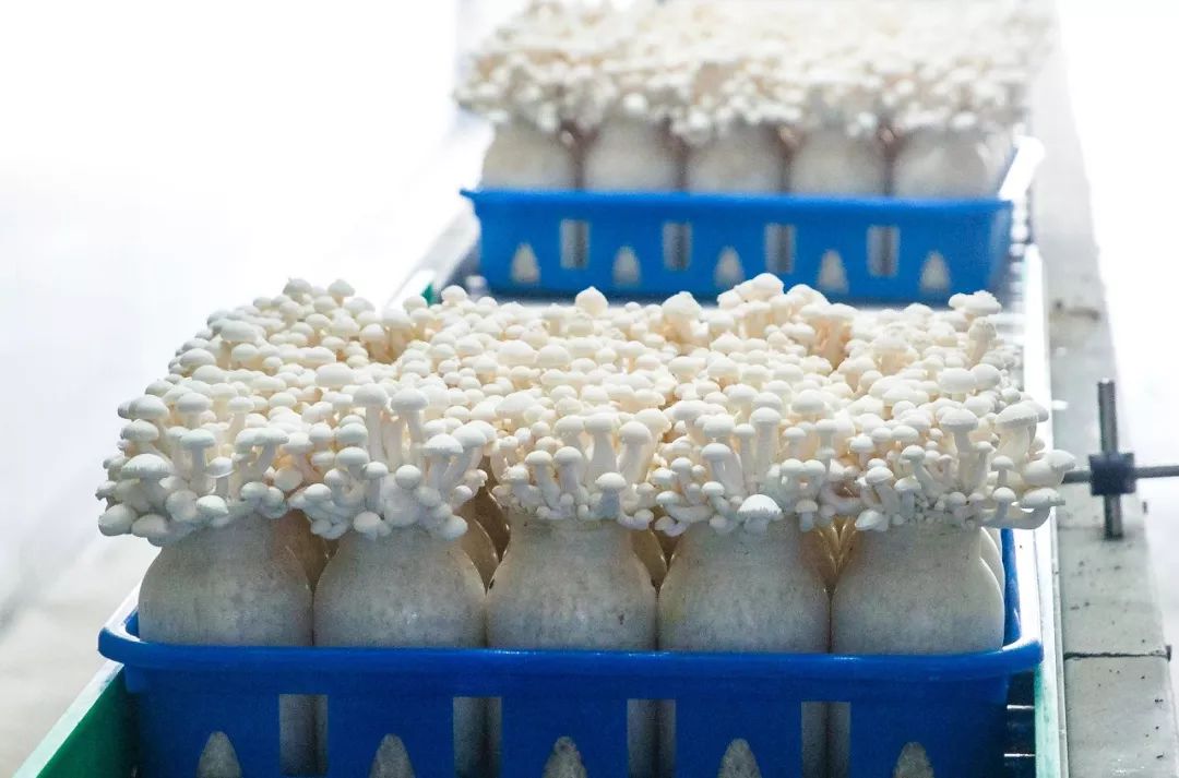 科技賦能，品質(zhì)升級(jí) 慈溪白玉菇榮膺“浙產(chǎn)精品鮮菇”背后的生物技術(shù)力量